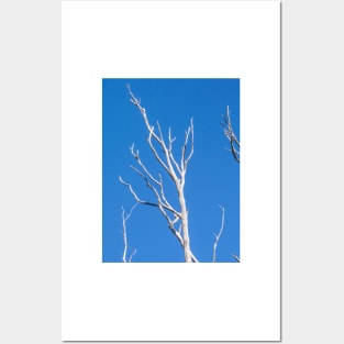 White tree limbs. Posters and Art